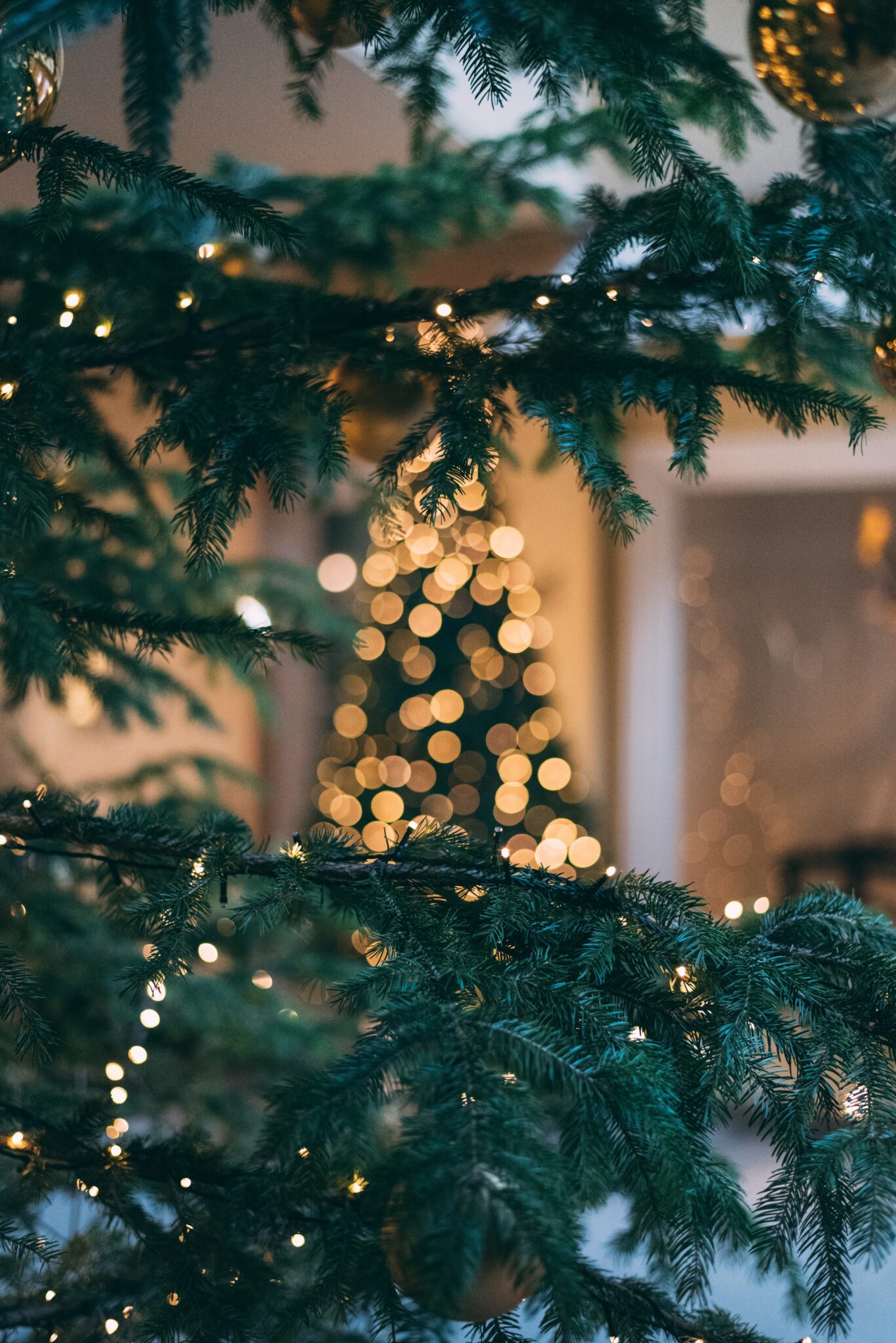 Ein mit Lichtern geschmückter Weihnachtsbaum leuchtet zwischen Tannenzweigen hervor.